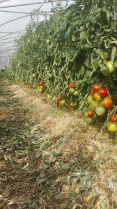 production tomate