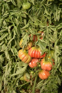 tomate 2 prod